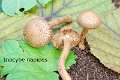 Inocybe napipes-amf1013